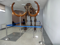 Скелет мамонта Arctic King