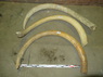 Whole Mammoth tusk