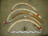 Whole Mammoth tusk