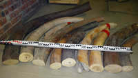 Raw material. Mammoth tusk