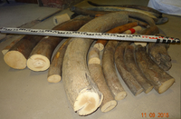 Raw material. Mammoth tusk