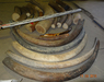 Raw material. Mammoth tusk