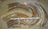 Raw material. Mammoth tusk