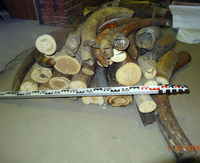 Raw material. Mammoth tusk