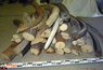 Raw material. Mammoth tusk
