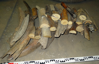 Raw material. Mammoth tusk
