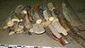Raw material. Mammoth tusk