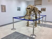Скелет мамонта Arctic Queen